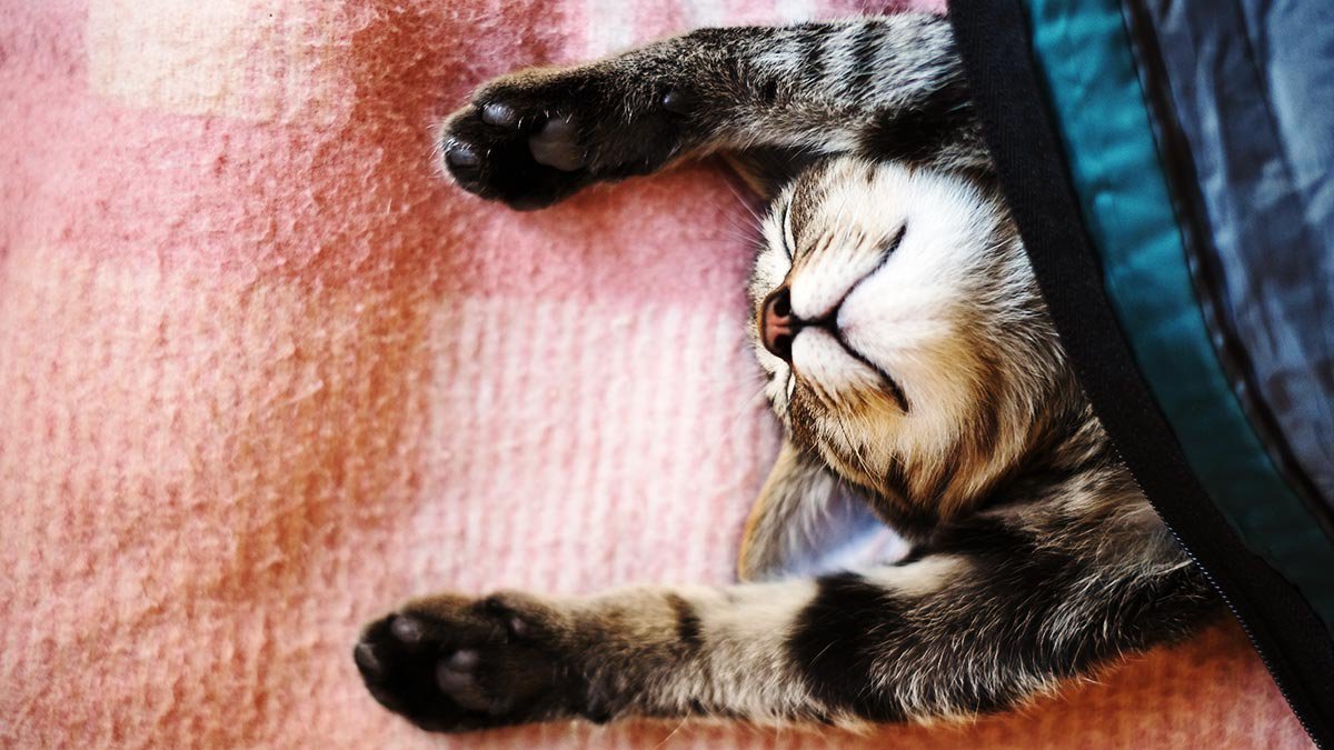 كيف تجبر نفسك على العمل عندما لا تريد ؟