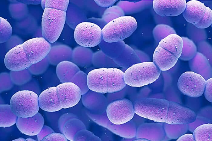 ميكروبيولوجي